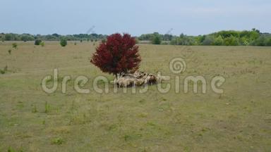一群羊跟在后面。 在牧场上奔跑。 框架中央有红色叶子的树。 空中飞行